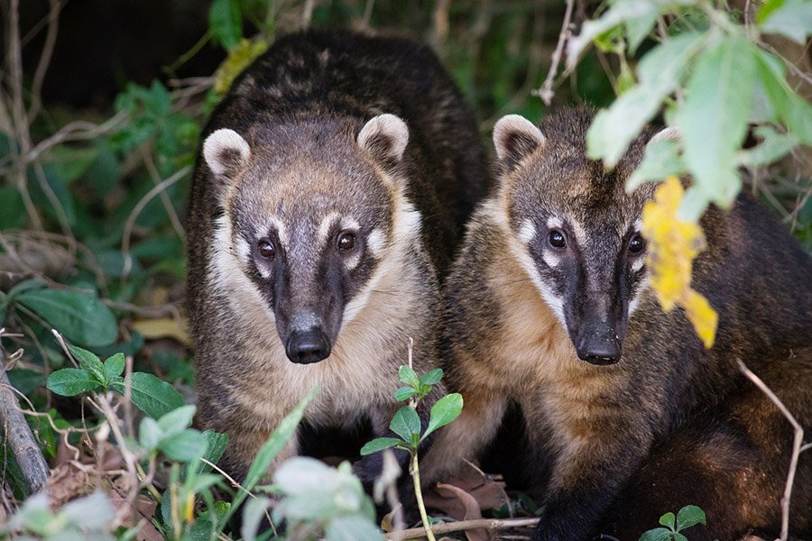Coati