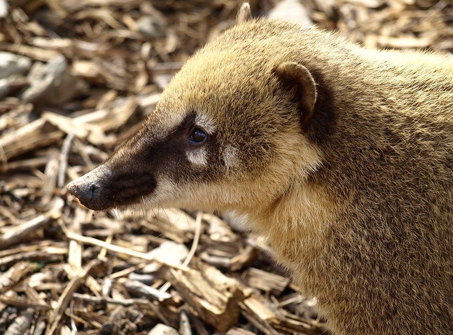 Coati