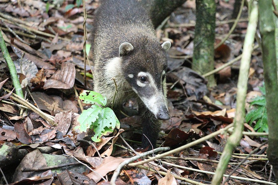 Coati