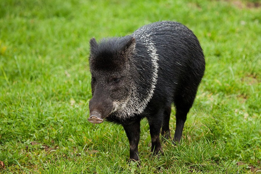 Collared Peccary