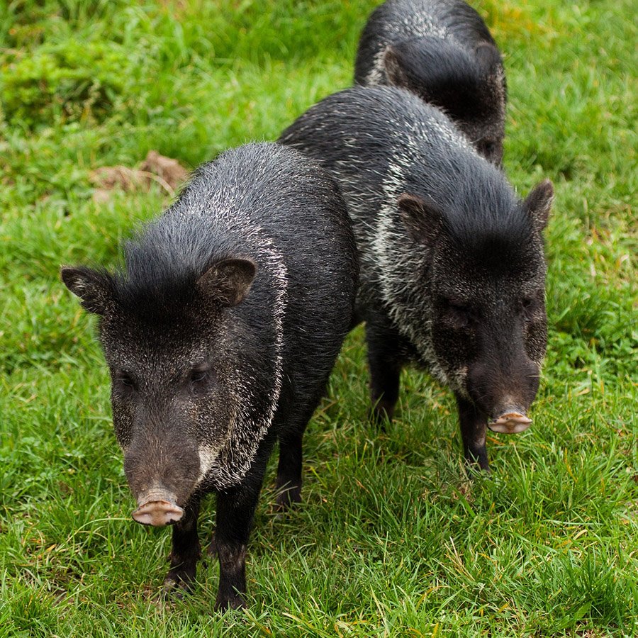 Collared Peccary