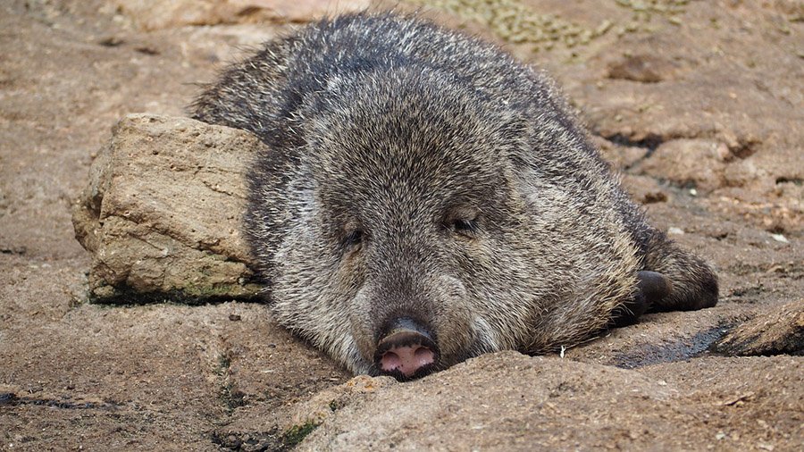 Collared Peccary