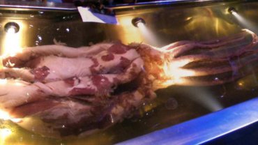 Colossal squid fact sheet