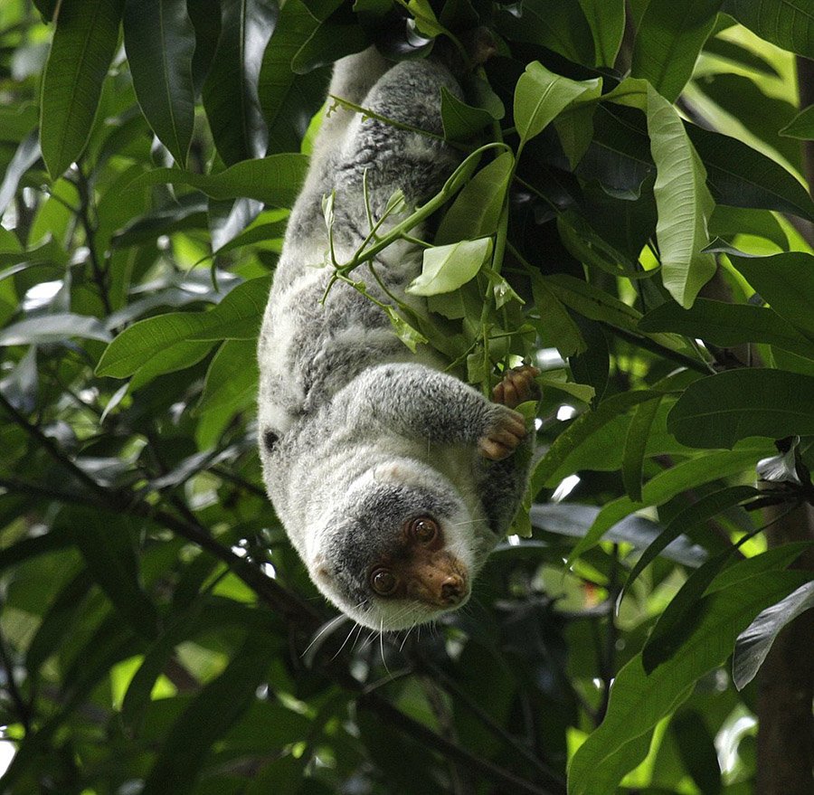 Common Spotted Cuscus (Spilocuscus maculatus) in Iron Range NP, Queensland, Australia