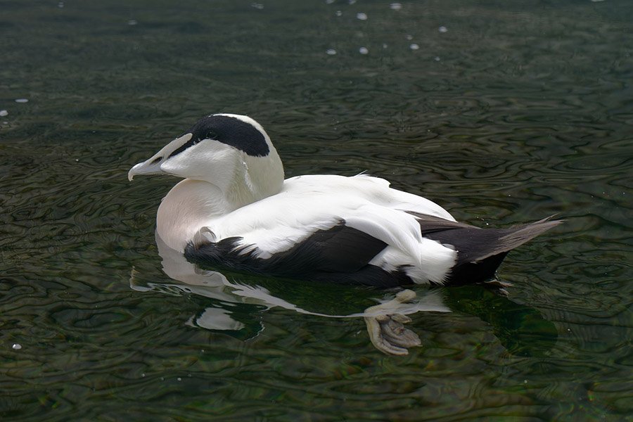 Common eider