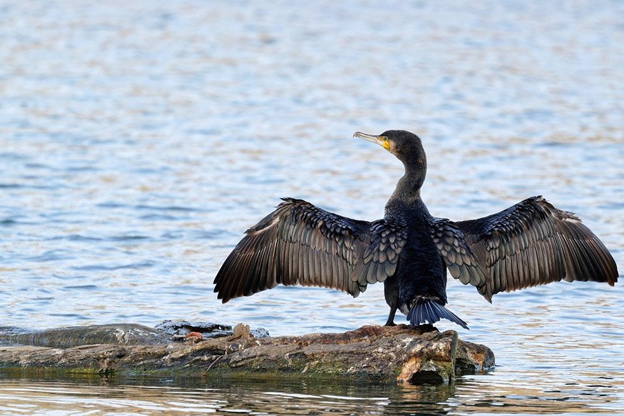 Cormorant spreading wings
