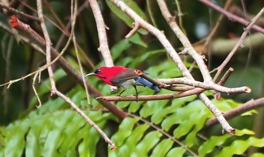 Crimson sunbird