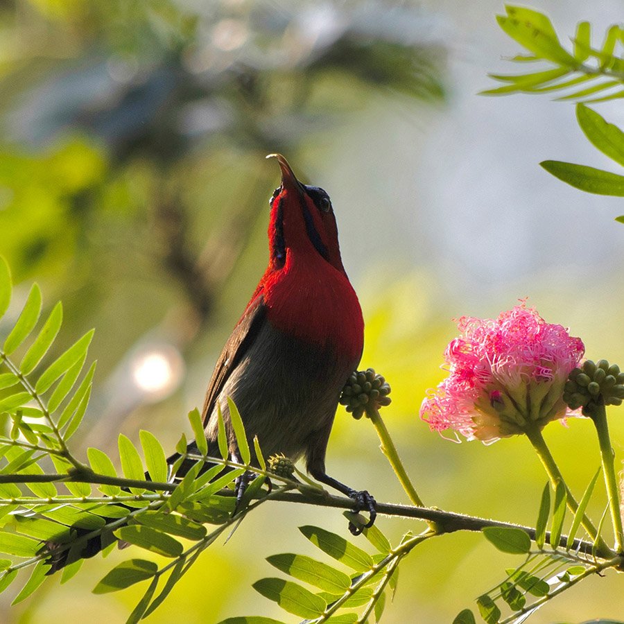Crimson sunbird