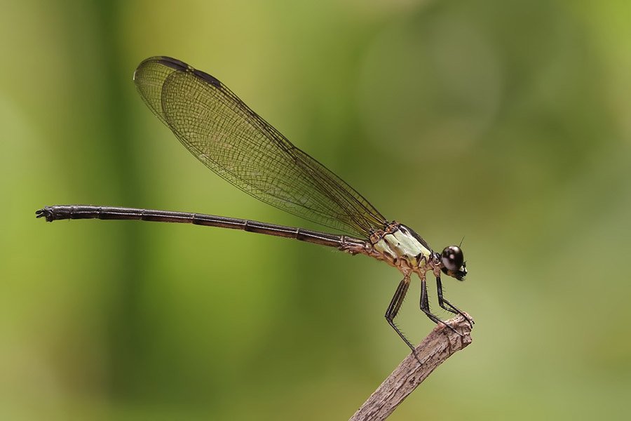 Damselfly