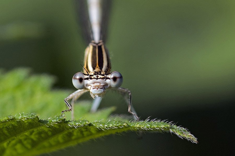 Damselfly