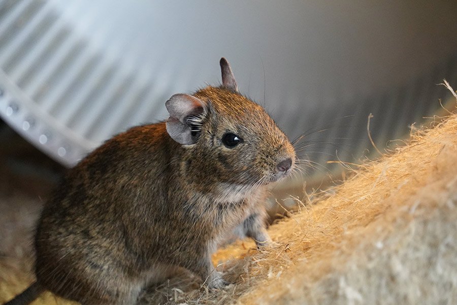 Degu