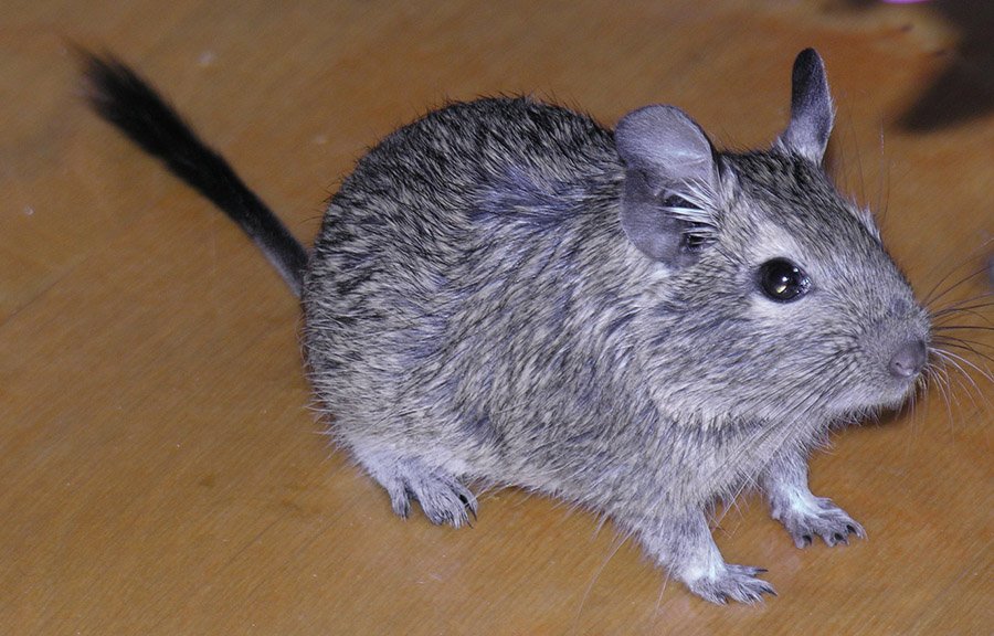 Degu
