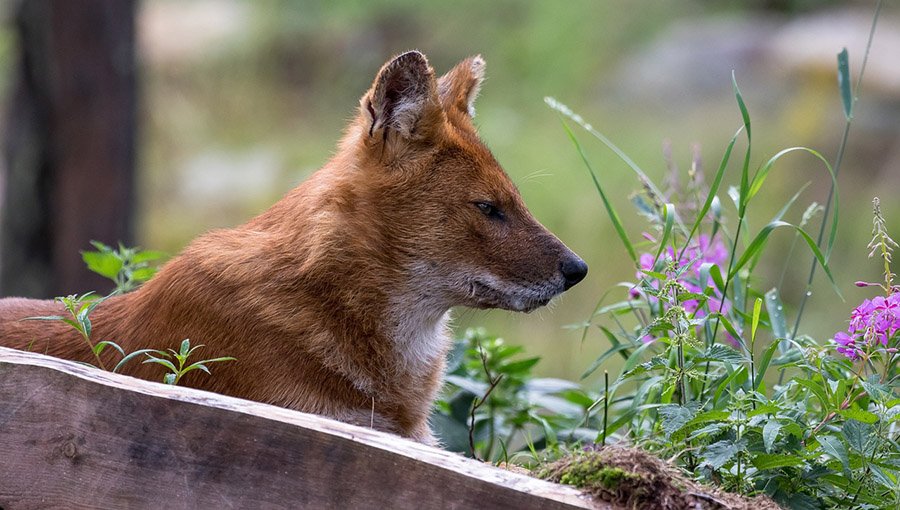 Dhole