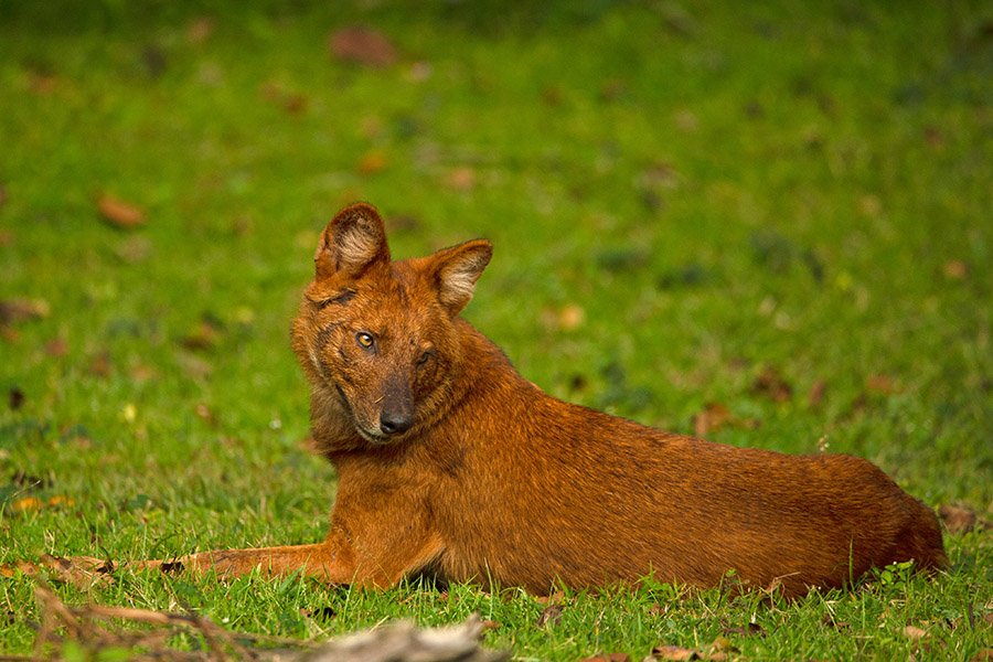 Dhole