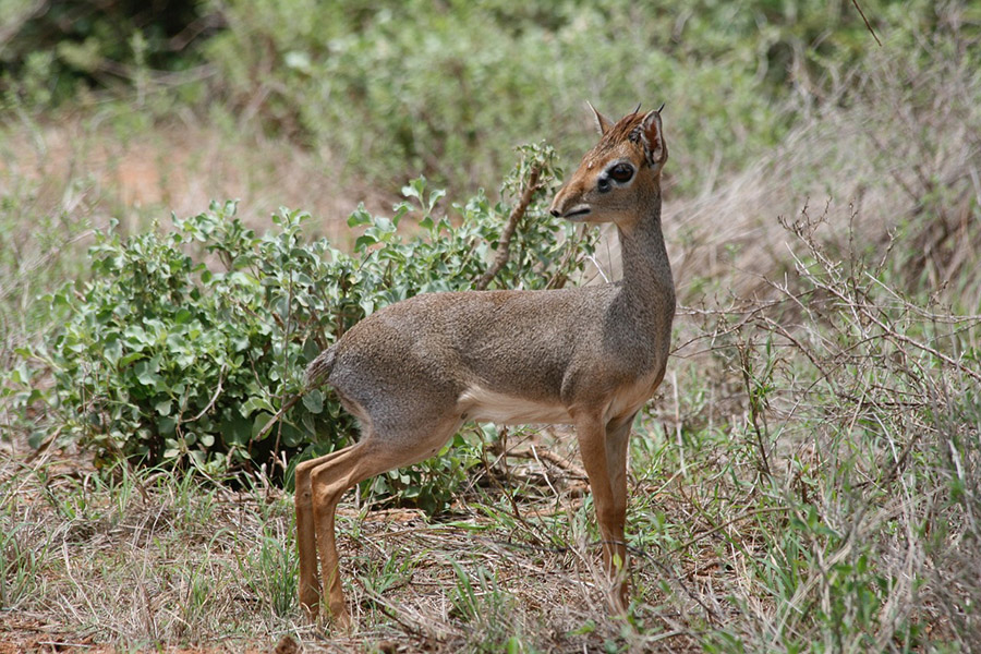 Dik-Dik