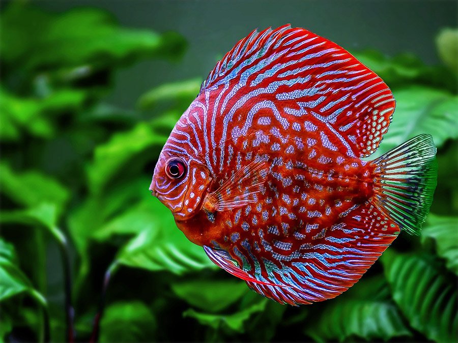 Discus