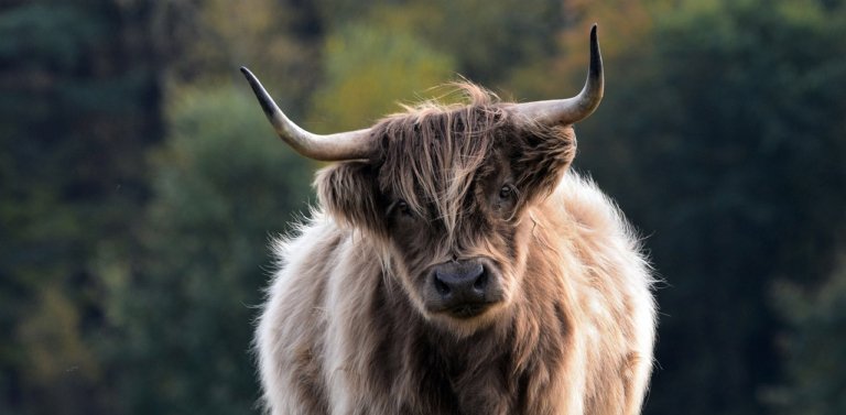 Do All Mammals Have Hair? Are There Any Hairless Mammals?