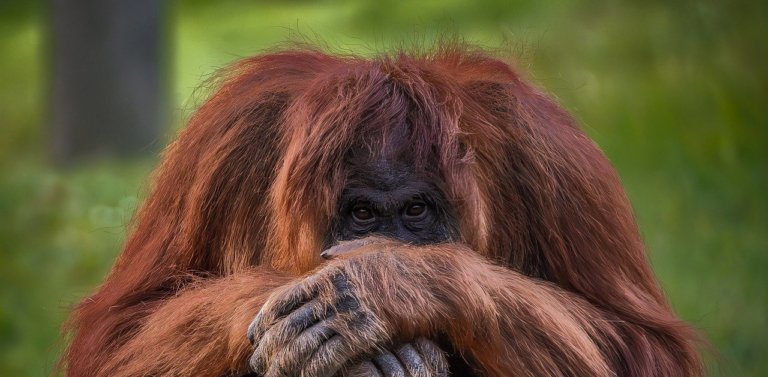 Do All Mammals Have Periods? Here’s a Complete Explanation