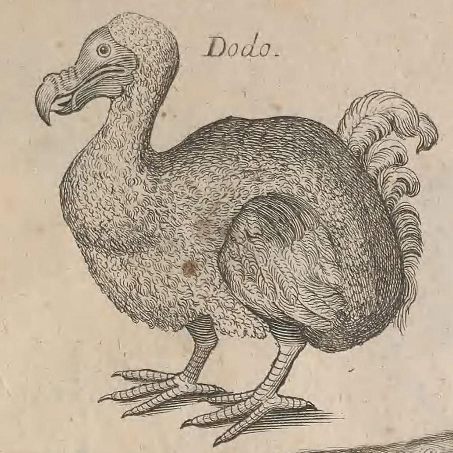 Dodo from copper plate in John Ray The ornithology of Francis Willughby