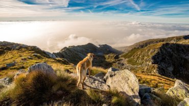 Dog friendly hiking trails