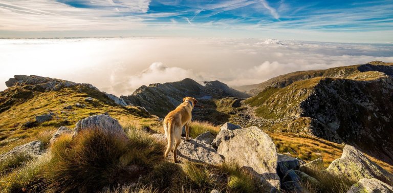 Dog friendly hiking trails