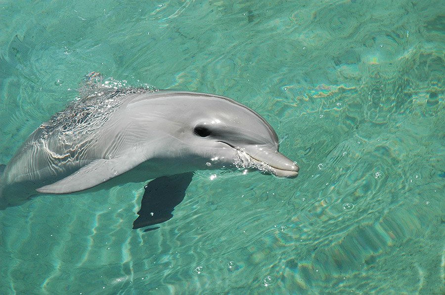 Dolphin close up