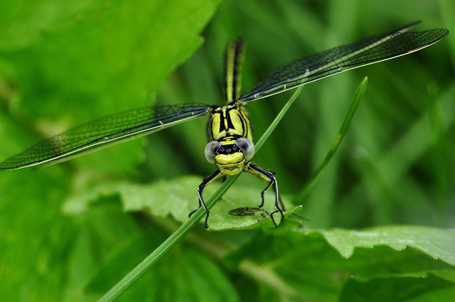 Dragonfly