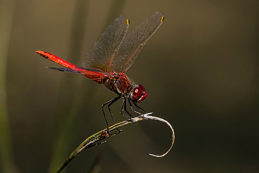 Dragonfly
