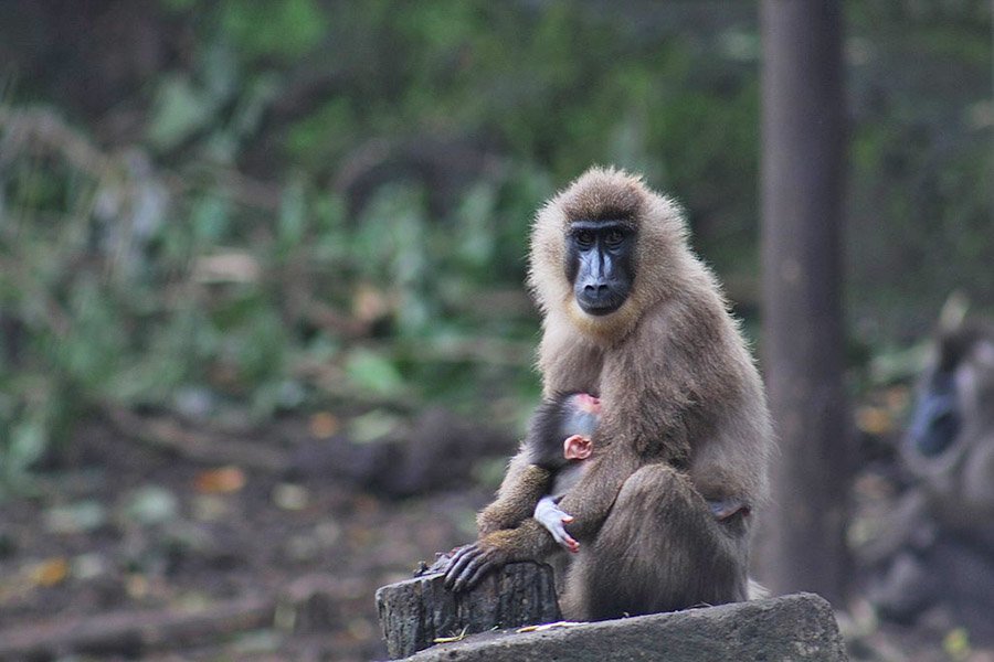 Mother drill and baby