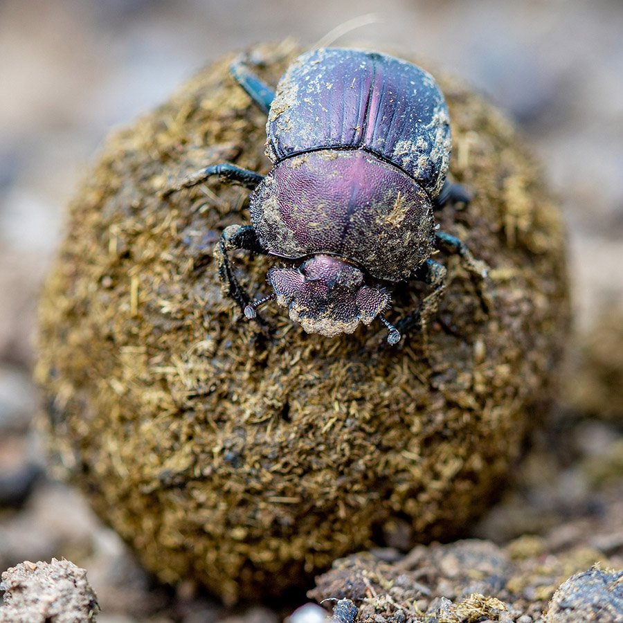 Dung Beetle