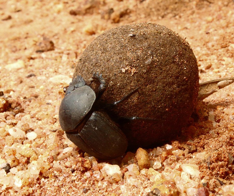 Dung Beetle