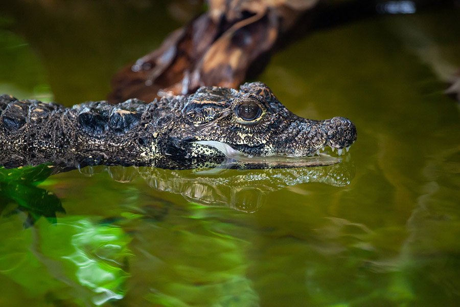 Dwarf Crocodile
