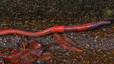 Earthworm fact sheet