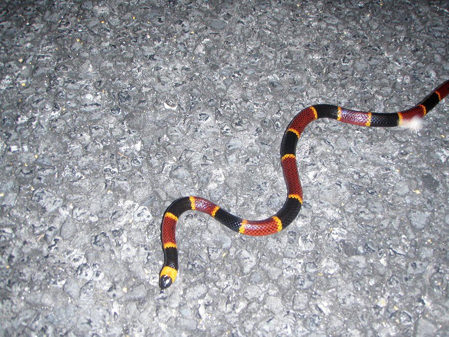 Eastern Coral snake (Micrurus fulvius)