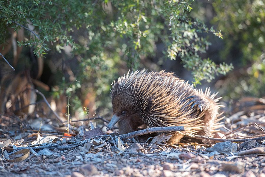 Echidna