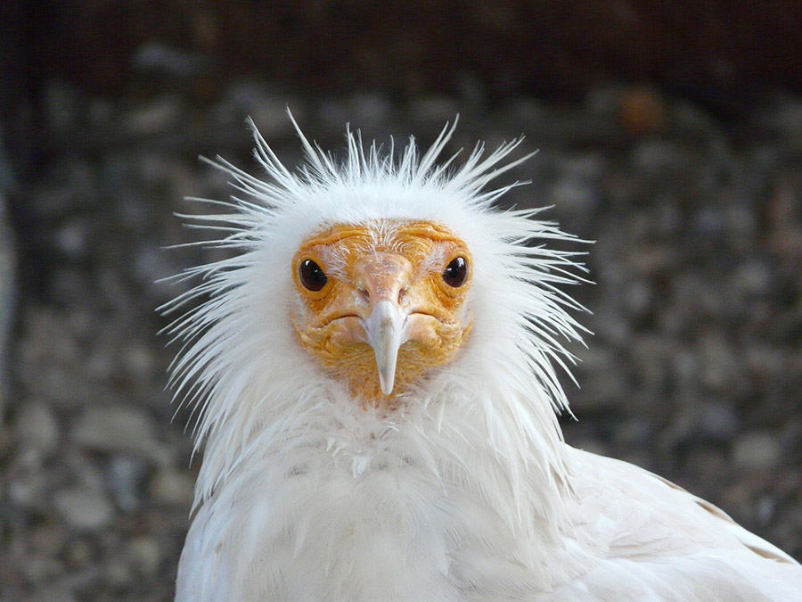 Egyptian Vulture