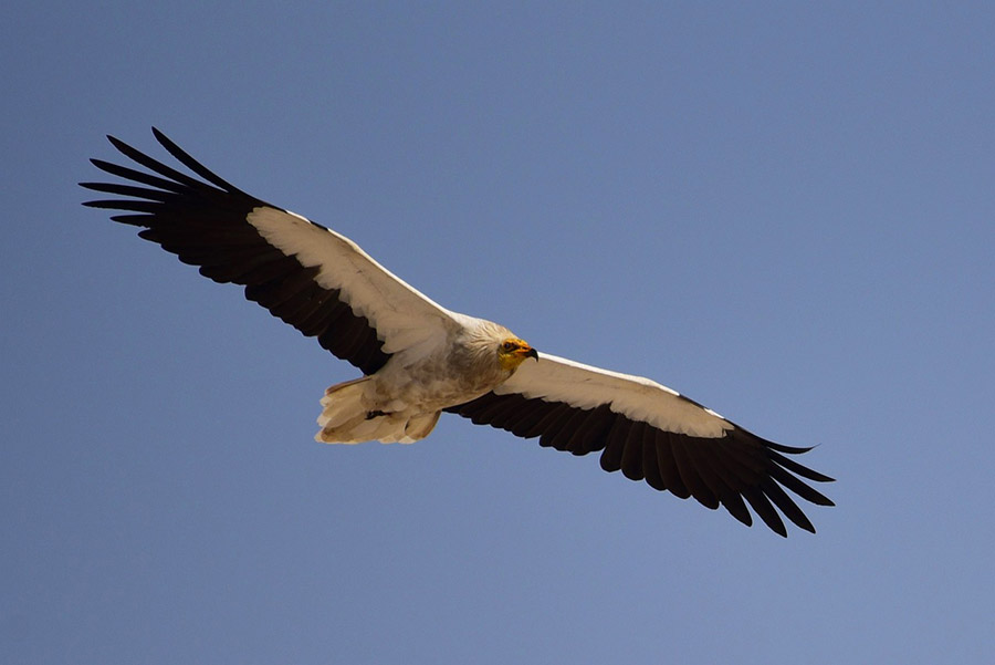 Egyptian Vulture