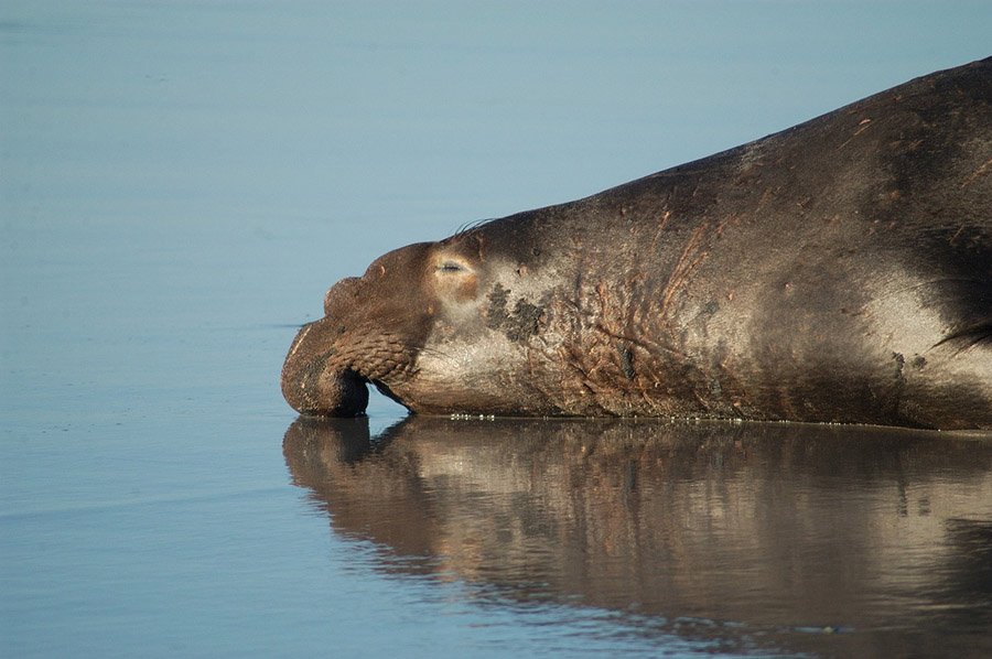 Elephant Seal