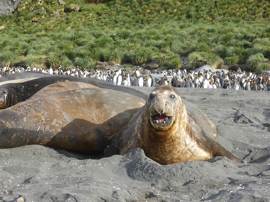 Elephant Seal