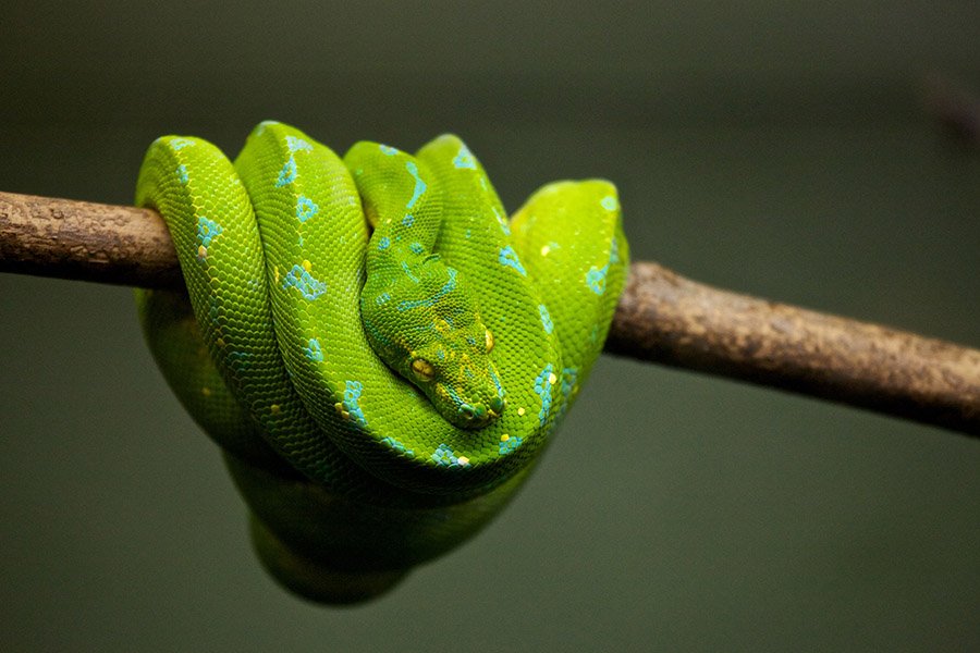 Emerald Tree Boa