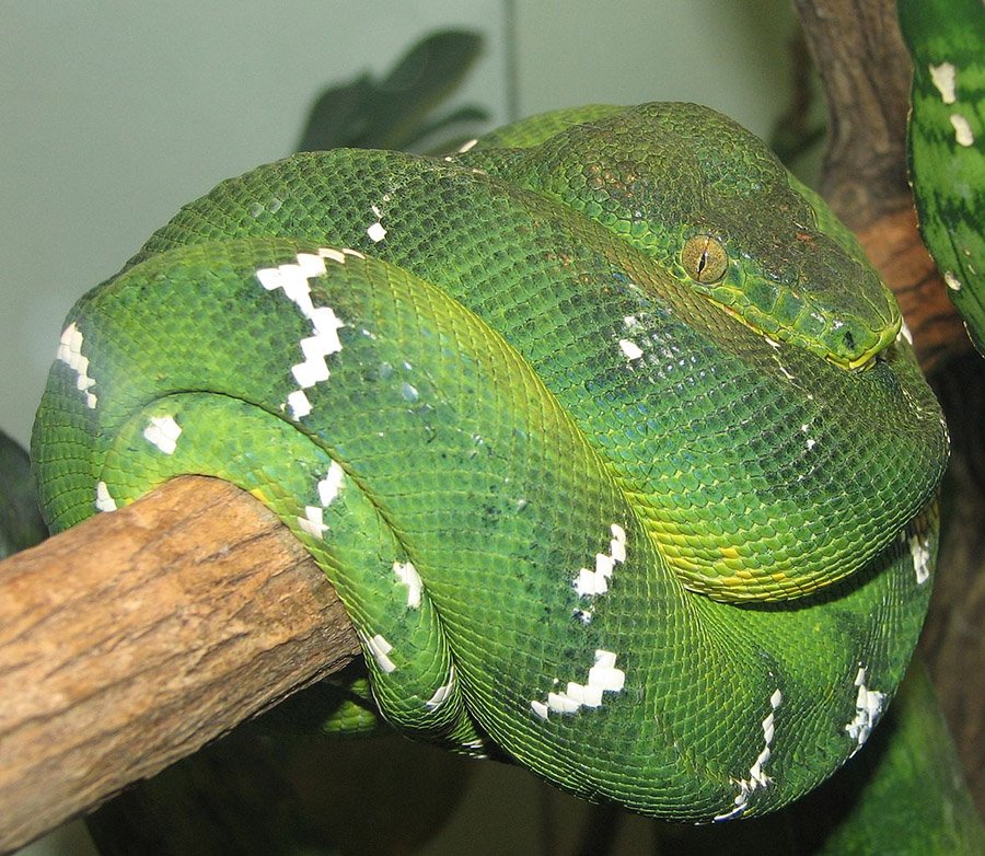 Emerald Tree Boa
