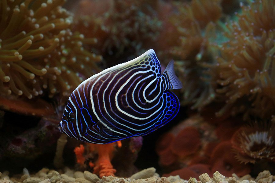 Juvenile Emperor Angelfish