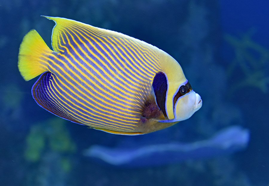 Emperor Angelfish