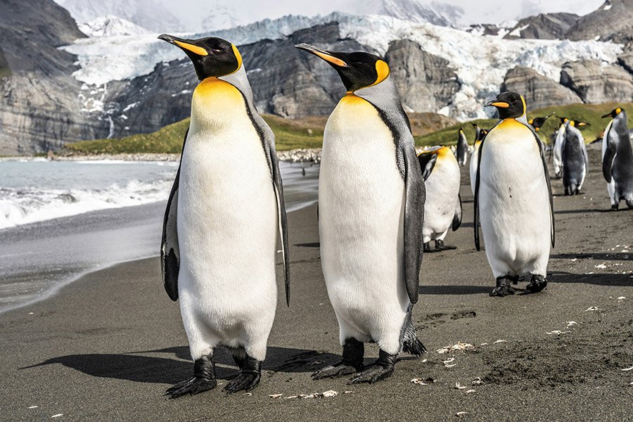 Emperor Penguins