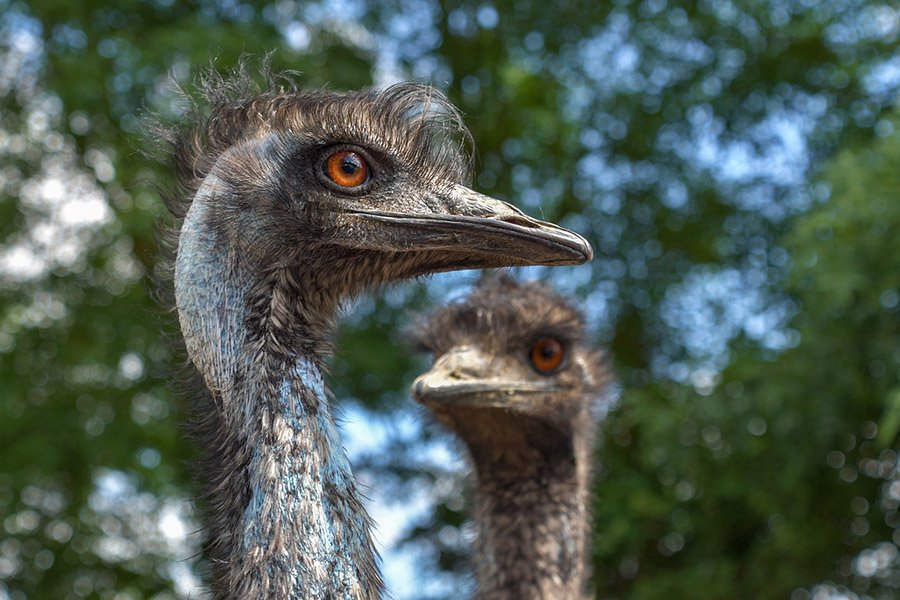 Emus