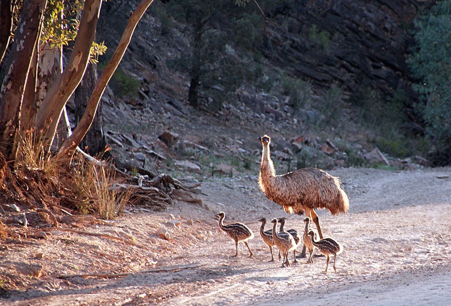 Emu and chicks