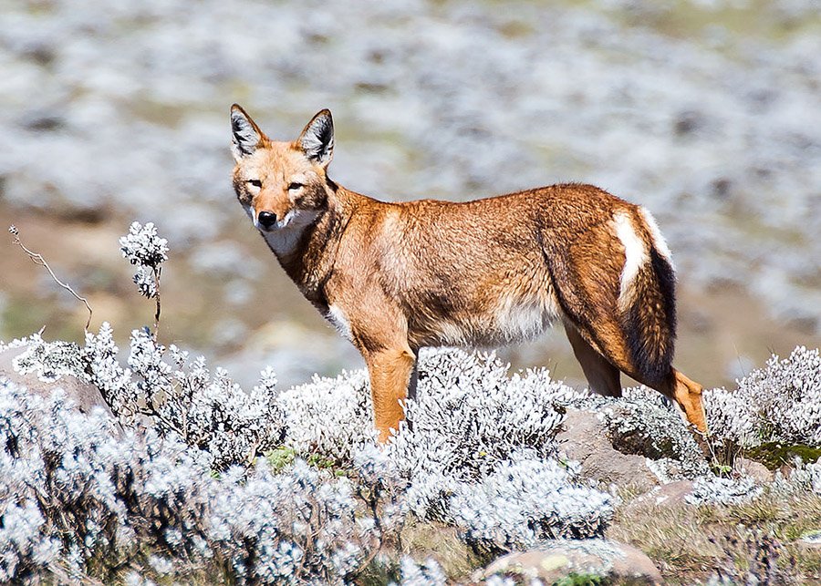 Ethiopian Wolf