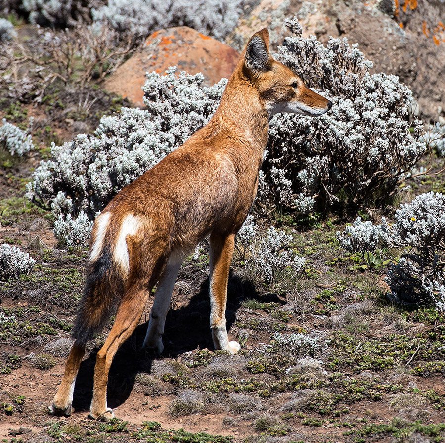 Ethiopian Wolf