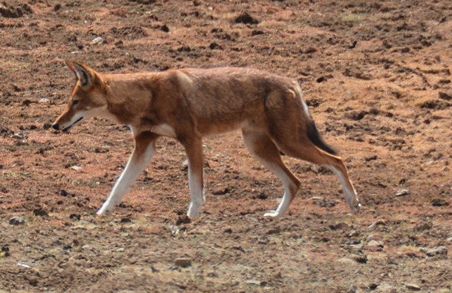 Ethiopian Wolf