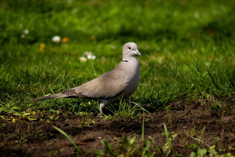 Eurasian Collared Dove